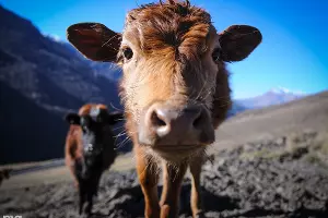  &copy;&nbsp;Фото Елены Синеок, Юга.ру