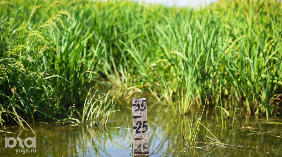  &copy;&nbsp;Фото Елены Синеок, Юга.ру