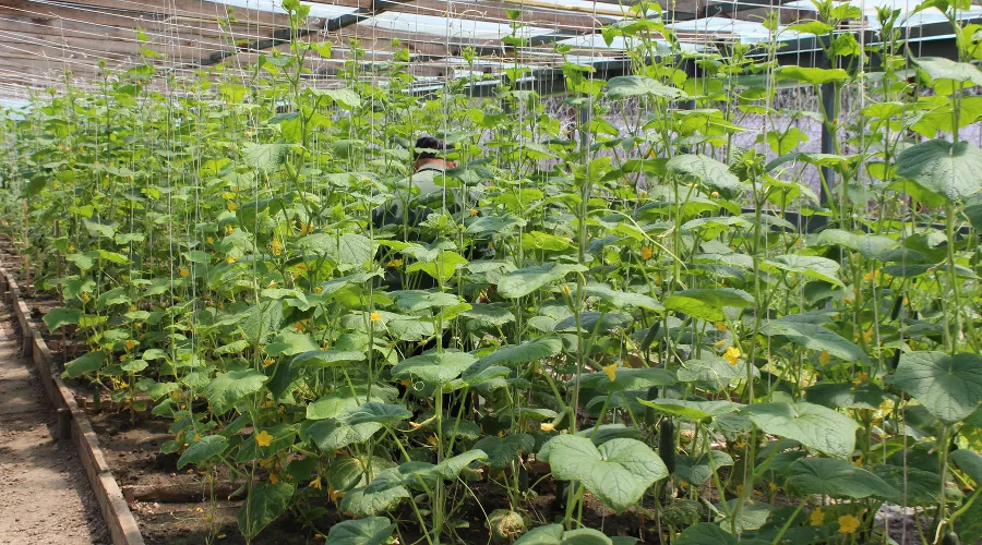  &copy;&nbsp;Фото пресс-службы УФСИН РФ по Республике Адыгея