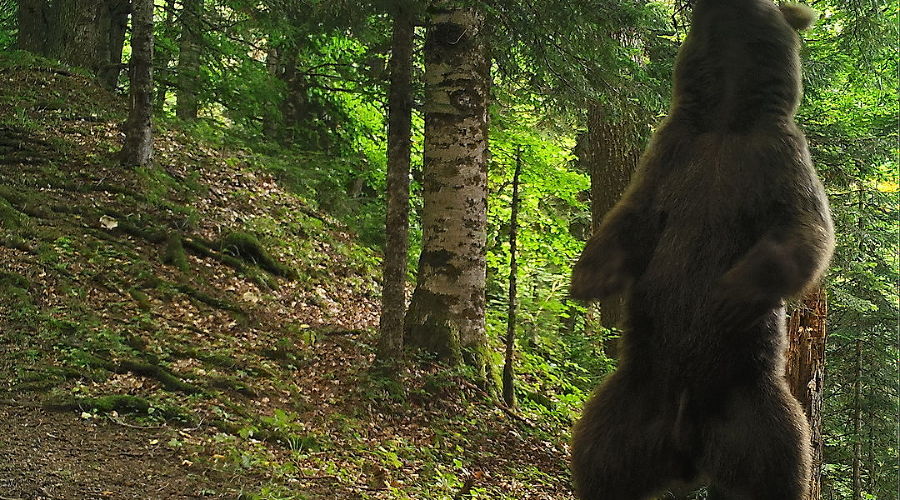  © Фото пресс-службы Кавказского биосферного заповедника