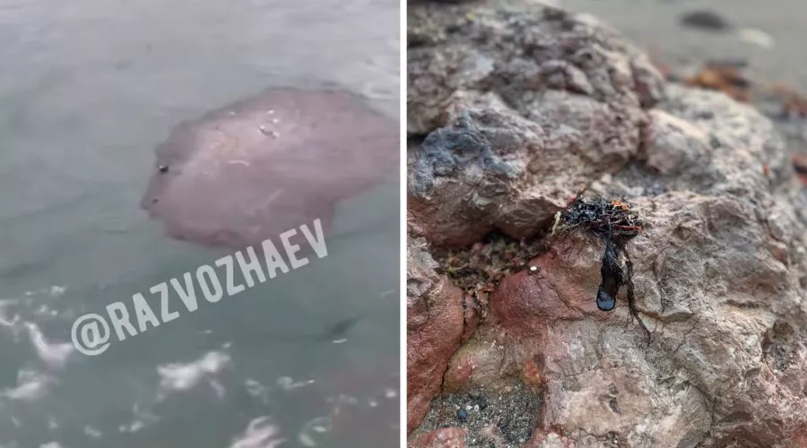  &copy;&nbsp;Скриншот видео из телеграм-канала Михаила Развожаева https://t.me/razvozhaev/9489