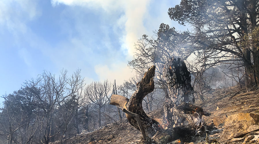 Пожар в заповеднике «Утриш» © Фото Виталия Кавтарадзе