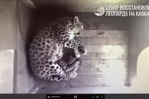  &copy;&nbsp;скриншот видео из телеграм-канала https://t.me/leopardcenter/208