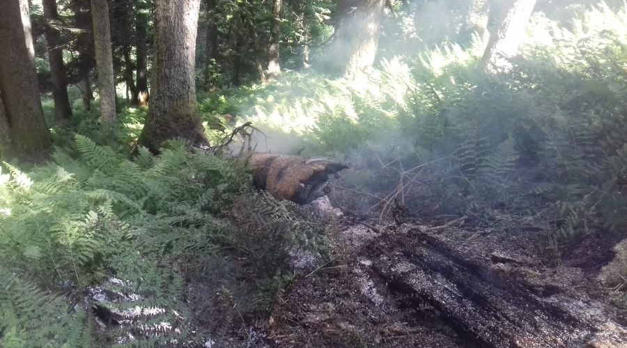  © Фото пресс-службы Кавказского биосферного заповедника