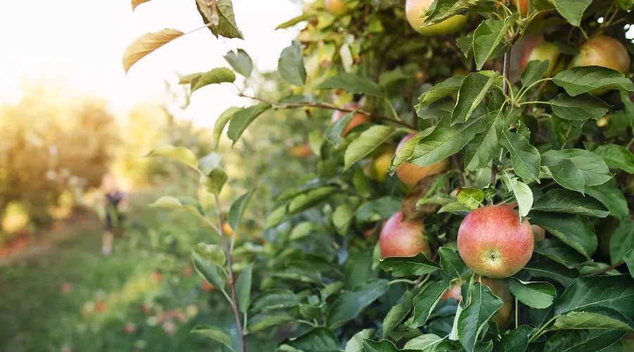  &copy;&nbsp;Фото aleksandarlittlewolf, freepik.com