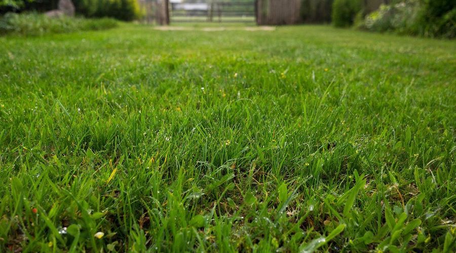 газон &copy;&nbsp;Изображение сгенерировано нейросетью Gigachat