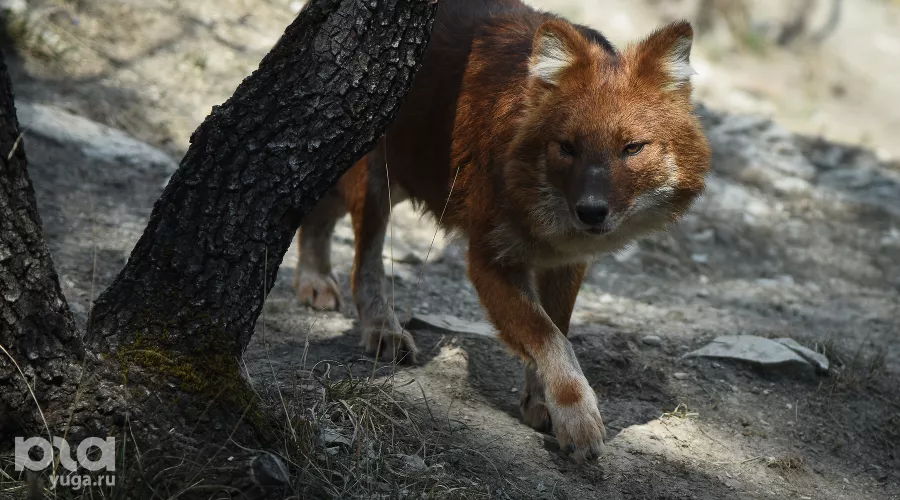  &copy;&nbsp;Елена Синеок, ЮГА.ру