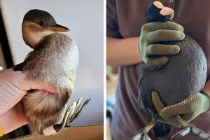  &copy;&nbsp;Скриншоты фото из соцсети* центра спасения диких животных