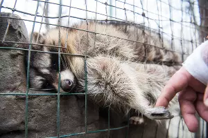 Енот в краснодарском «Сафари-парке» &copy;&nbsp;Фото Елены Синеок, Юга.ру