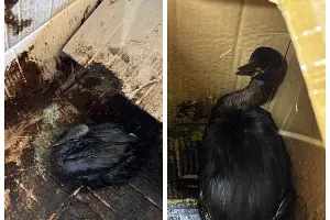  &copy;&nbsp;Скриншот из телеграм-канала реабилитационного центра &laquo;Жемчужная&raquo; https://t.me/zhemchujnaya9/1679