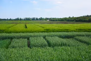 УОХ &laquo;Кубань&raquo; &copy;&nbsp;Фото Елены Синеок, Юга.ру