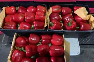  &copy;&nbsp;Фото пресс-службы Краснодарской таможни