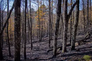 &copy;&nbsp;Фото Алисы Пелешенко со страницы vk.com/dobrofire