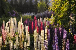 А так украшены дорожки в этой локации &copy;&nbsp;Фото Марины Солошко, Юга.ру