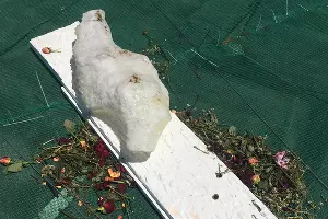  &copy;&nbsp;Фото предоставлено кураторской группой Plague