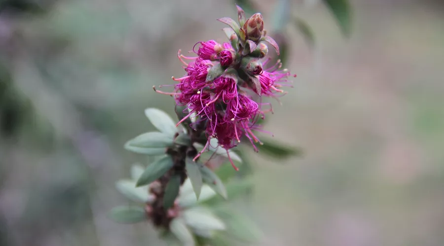 &copy;&nbsp;Фото пресс-службы Сочинского нацпарка