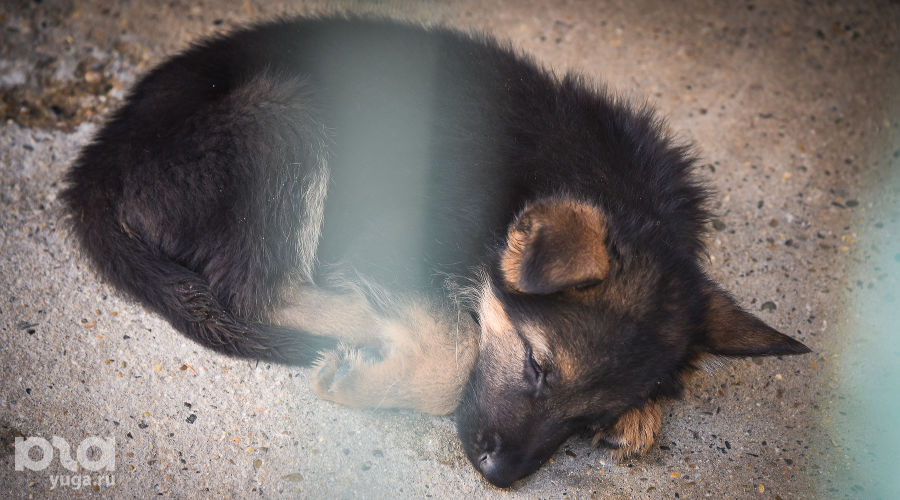 В кинологической службе Краснодара родилось 32 щенка © Фото Елены Синеок, Юга.ру