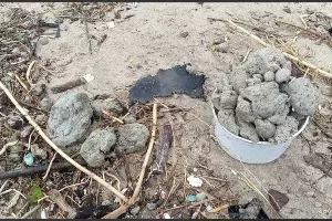  &copy;&nbsp;Скриншот из телеграм-канала штаба &laquo;Дельфины&raquo; https://t.me/shtab_delfin/2087