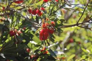  &copy;&nbsp;Фото пресс-службы сочинского нацпарка