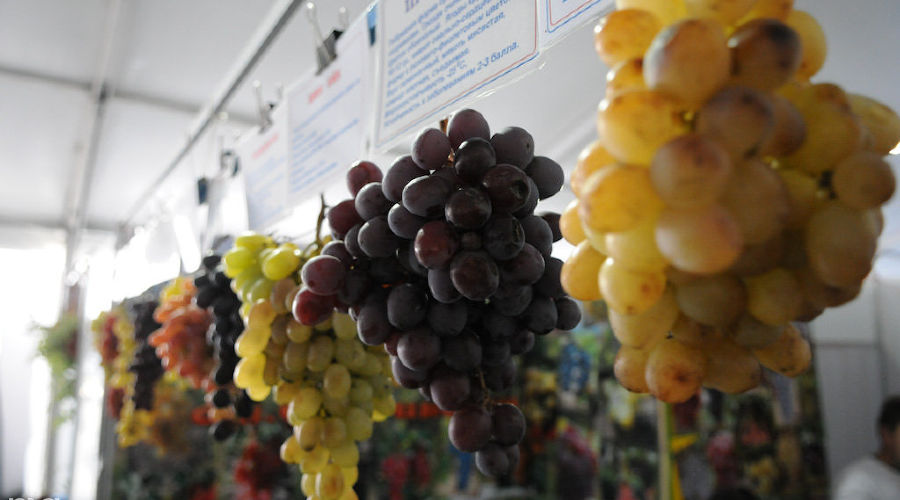 "Кубанская ярмарка" в Краснодаре © Фото Елены Синеок, Юга.ру