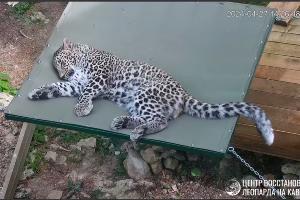  © Скриншот видео из телеграм-канала центрв восстановления леопарда на Кавказе