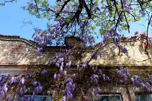 Цветение глицинии в Краснодаре &copy;&nbsp;Фото Марины Солошко, Юга.ру