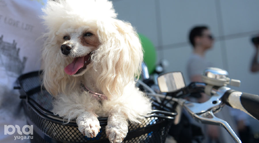  &copy;&nbsp;Фото Михаила Ступина, Юга.ру