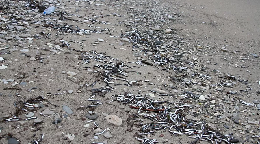  &copy;&nbsp;Скриншот фото из телеграм-канала &laquo;Фотограф, видеооператор Туапсе&raquo;