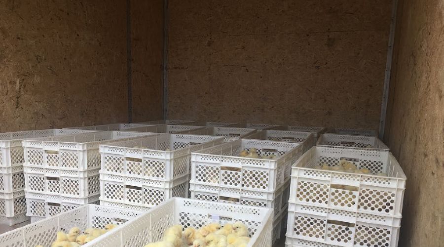  © Фото пресс-службы министерства сельского хозяйства Ставропольского края