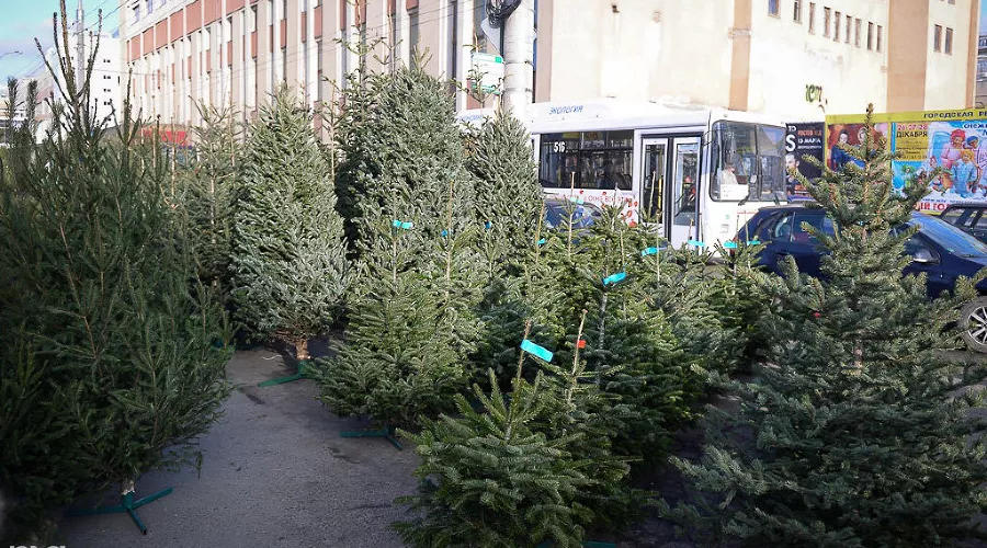 В Краснодаре заработали елочные базары &copy;&nbsp;Алёна Живцова, ЮГА.ру