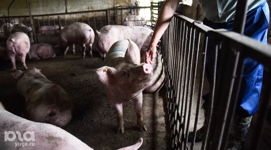  &copy;&nbsp;Фото Елены Синеок, Юга.ру