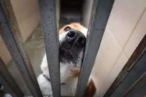  &copy;&nbsp;Фото Елены Синеок, Юга.ру