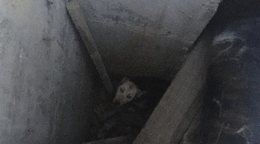  &copy;&nbsp;Фото из инстаграма начальника &laquo;Службы спасения&raquo; Новороссийска Алексея Одерова, instagram.com/alekseioderov/