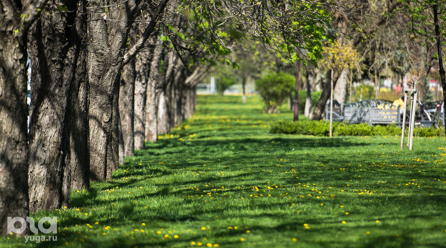  © Фото Елены Синеок, Юга.ру