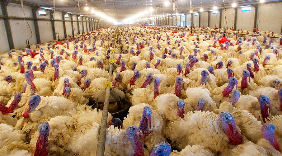  © Фото с сайта agrobase.ru