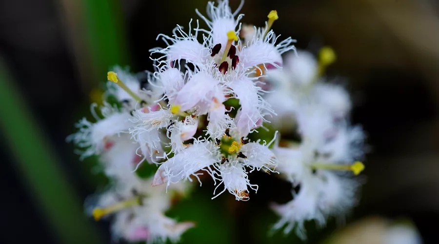  &copy;&nbsp;Фото ведущего научного сотрудника Кавказского заповедника Сергея Трепета
