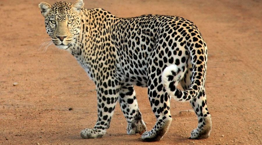  &copy;&nbsp;Фото с сайта pixabay.com