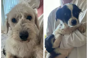  &copy;&nbsp;Скриншот из телеграм-канала &laquo;ЗооВлог Никулина&raquo; https://t.me/zooblog_nkln/590