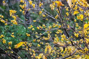 Химонантус, или ледяной цветок &copy;&nbsp;Фото пресс-службы Сочинского нацпарка