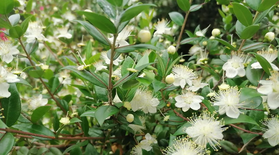  &copy;&nbsp;Фото пресс-службы Сочинского нацпарка