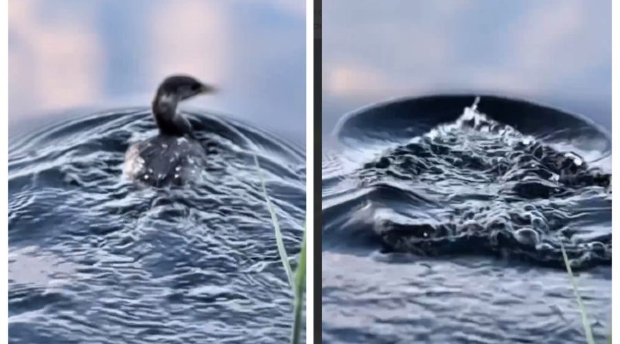  © Скриншот из телеграм-канала «Спасаем море» https://t.me/spasemmore/1341