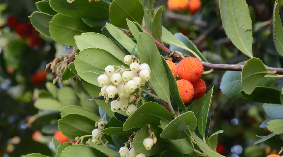 Земляничник крупноплодный &copy;&nbsp;Фото пресс-службы Сочинского национального парка