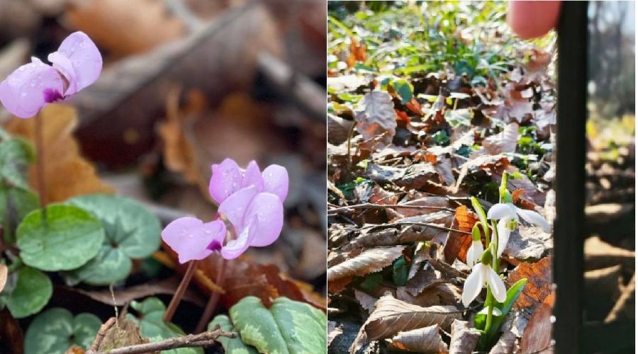  &copy;&nbsp;Коллаж из скриншотов фото из телеграм-канала &laquo;Сочинский нацпарк&raquo;