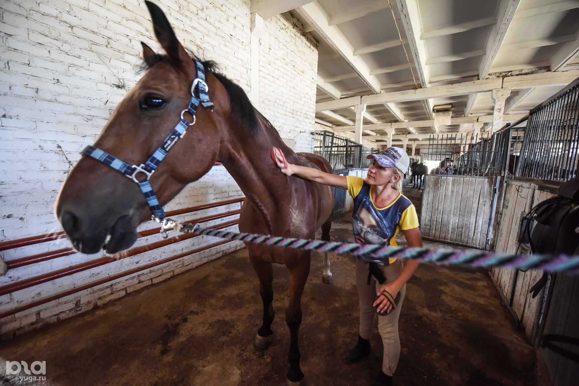 Конюшня в краснодаре у иваныча. Конюшни в краснодаре. Гасконь краснодар конный клуб. Конюшни в краснодаре. Конная полиция краснодар.