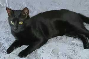 Кот Бурак &copy;&nbsp;Скриншот фото Лусине Коршуновой с сайта &laquo;КП-Кубань&raquo;