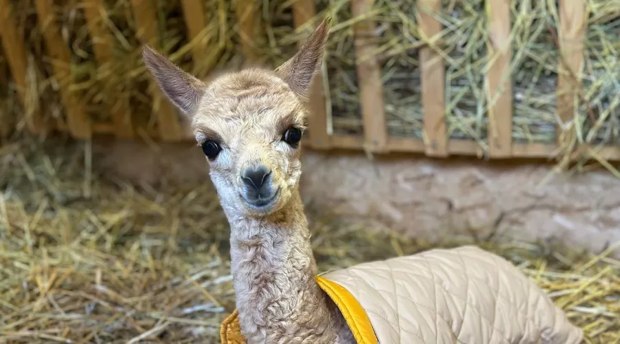  &copy;&nbsp;Фото пресс-службы курорта &laquo;Роза Хутор&raquo;