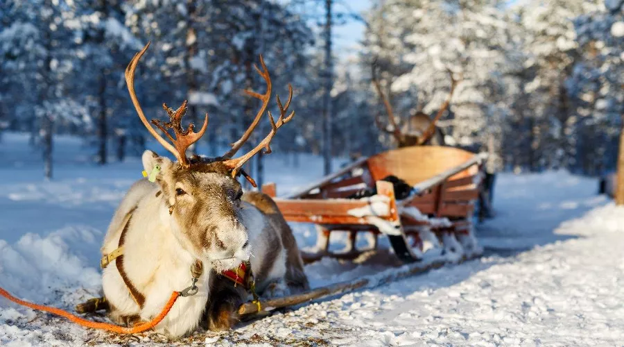 Оленья ферма в Красной Поляне &copy;&nbsp;Фото пресс-службы горно-туристического центра &laquo;Газпром&raquo;