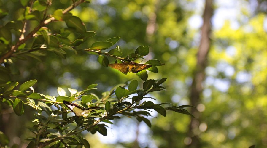 Самшит © Фото пресс-службы «НАБУ-Кавказ»