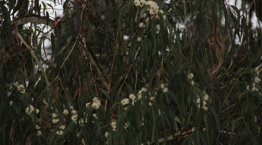 Эвкалипт © Фото пресс-службы Сочинского национального парка