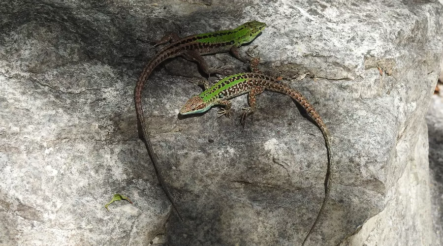 Итальянская стенная ящерица &copy;&nbsp;Фото пресс-службы РГО